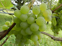 Der knftige Weiwein!