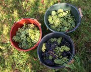 Traubenlese, Hhepunkt des Weinjahres